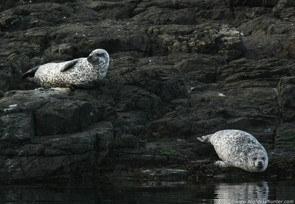 Antrim Coast Seals