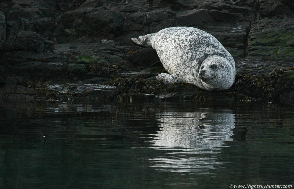 Antrim Coast Seals