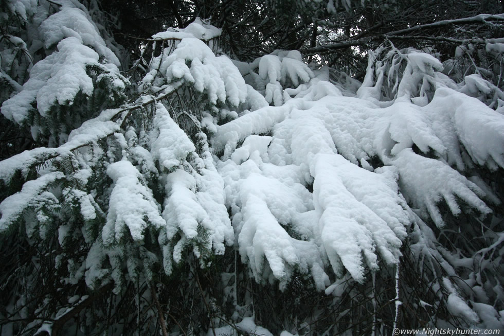 Glenshane Forest Snow