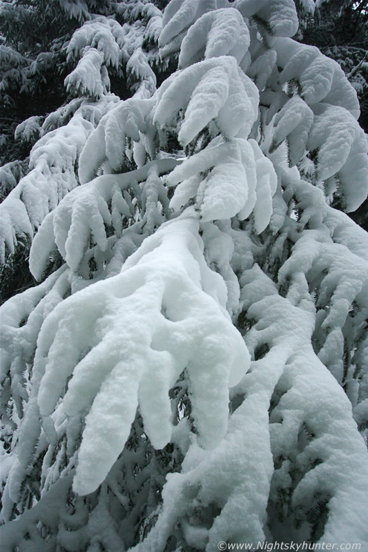 Glenshane Forest Snow