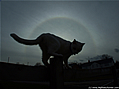 Gizmo & Sun Halo