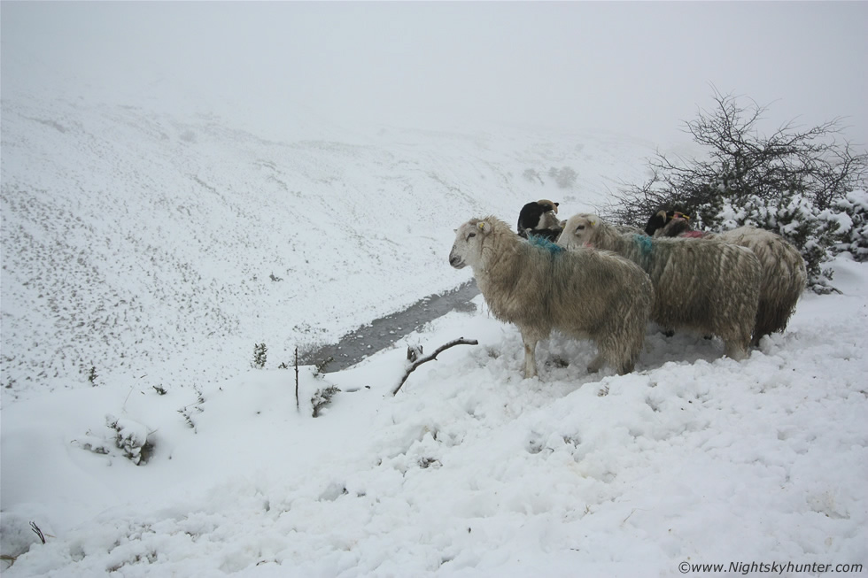 Glenshane Pass Snow Sheep