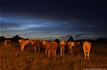 Noctilucent Clouds